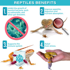 Dragón barbudo comiendo un alimento enriquecido con Gargeer Probiotics.
