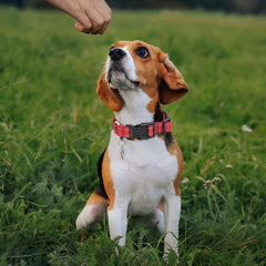 GDLKPS collar nylon acolchado ofrece confort diario para tu mascota.