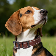 Collar nylon acolchado GDLKPS ideal para comodidad diaria.