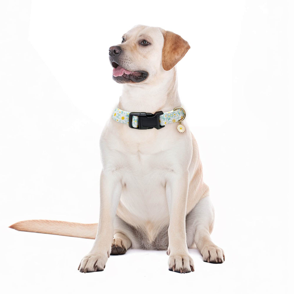 Gelwoo collar Margarita cian textura, material suave para piel delicada