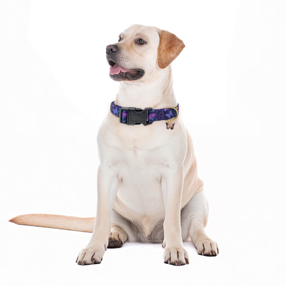 Colgante delicado y patrón colorido, perfecto para paseos y eventos con tu mascota Gelwoo.