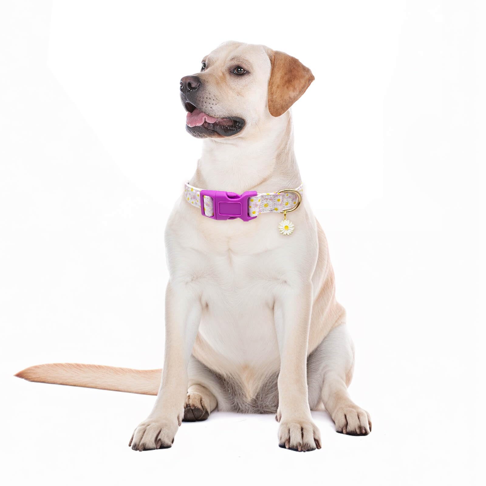 Collar Gelwoo para uso diario durante caminatas y viajes