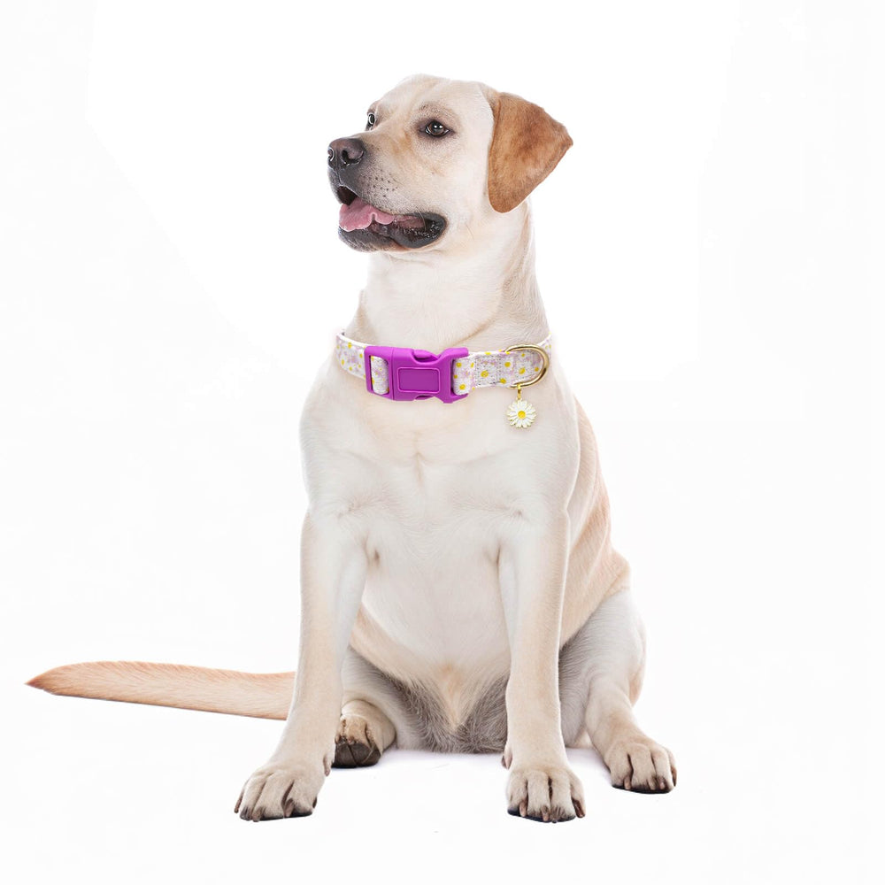 Collar Gelwoo para uso diario durante caminatas y viajes