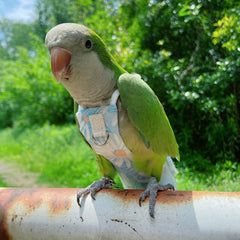 Generic pañal loro exterior lavable, protección fácil de limpiar ante salpicaduras.
