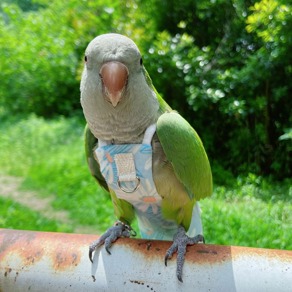 Generic pañal loro tallas múltiples, se adapta a distintas dimensiones.