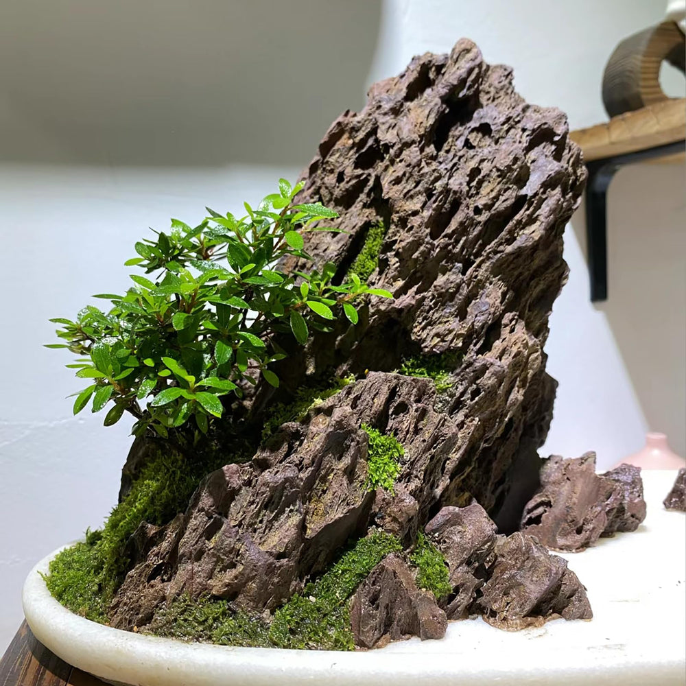 Piedra Dragón de Generic para decoración de paisajes acuáticos en acuario