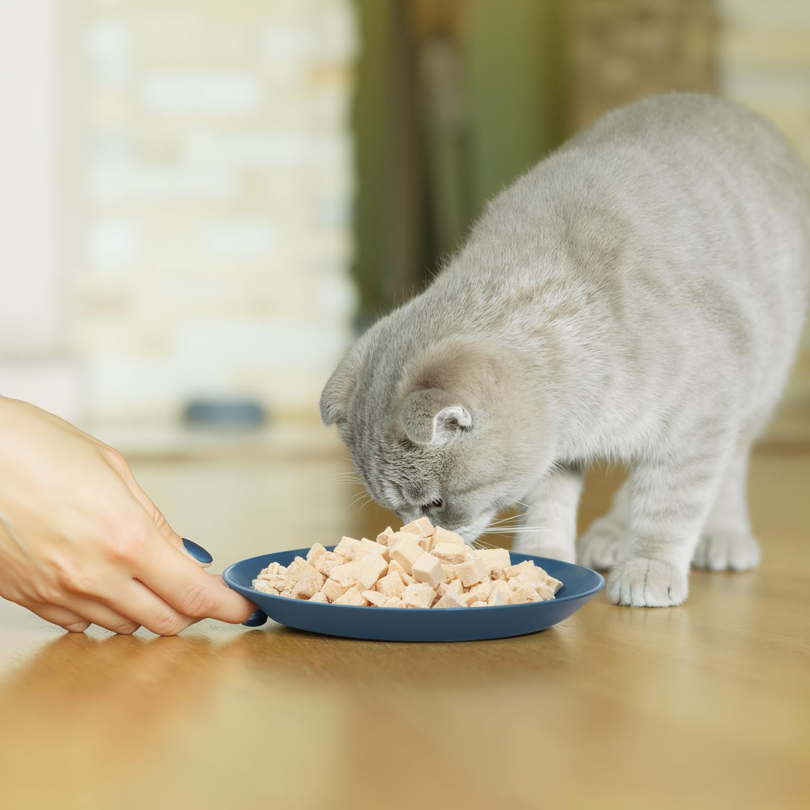 Plato Gerrii para gatitos de 6 pulgadas, tamaño adecuado para felinos pequeños.