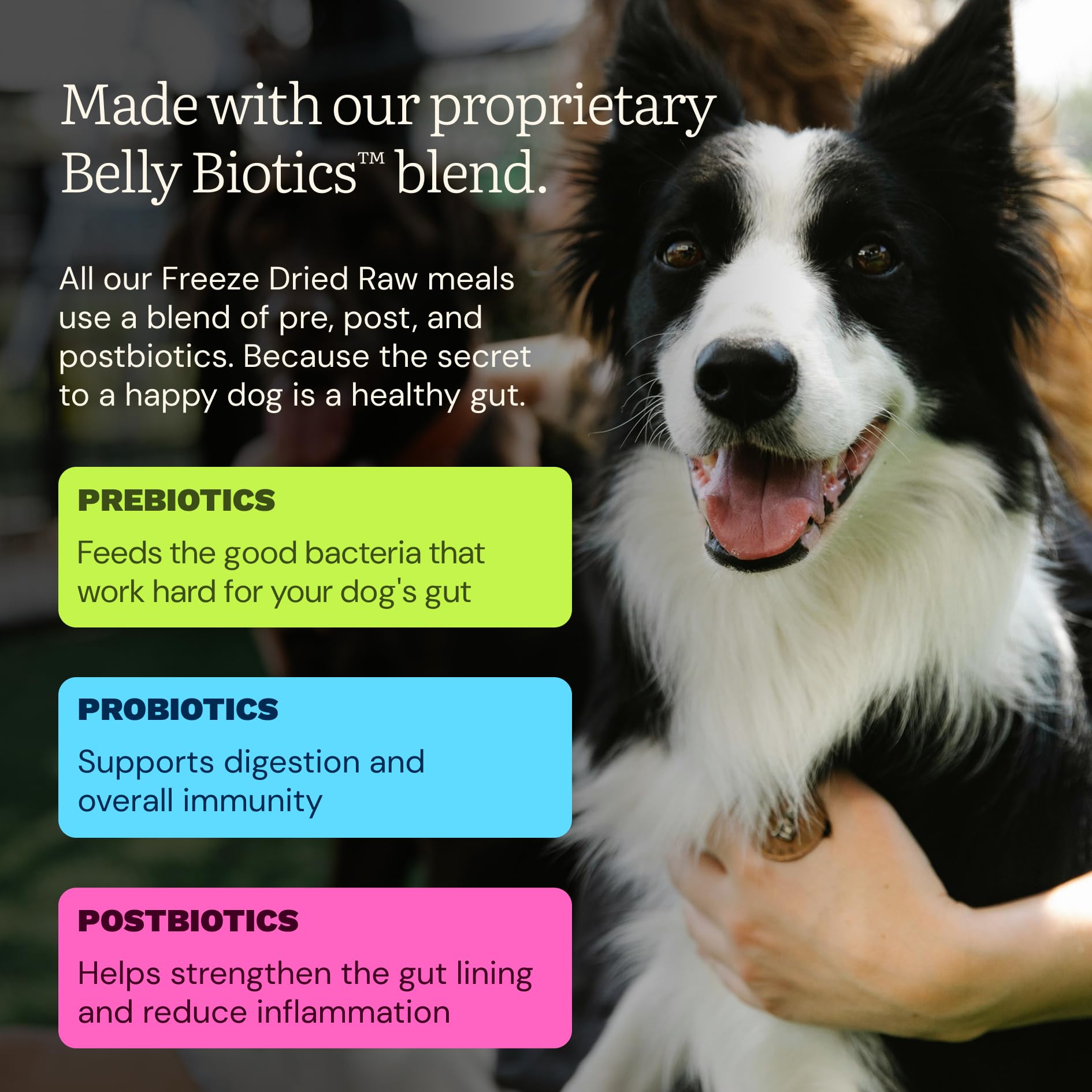 Get Joy recomendado por veterinarios, seguridad y calidad
