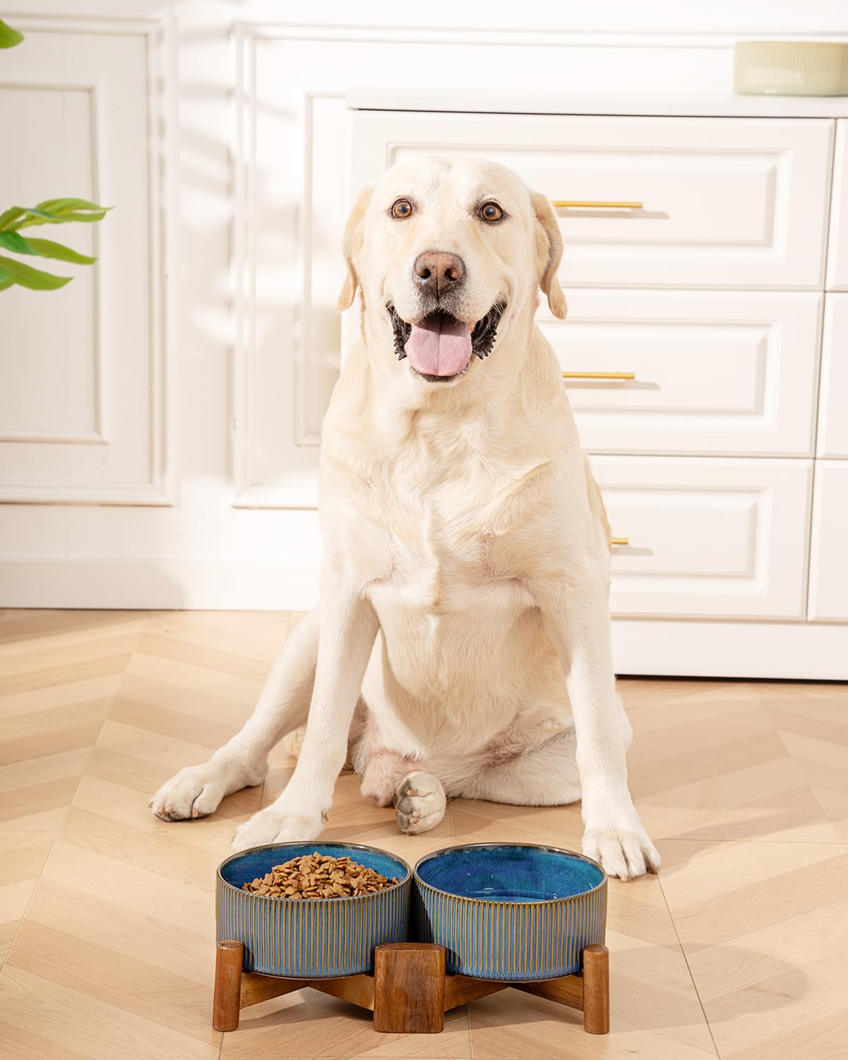 Getstar diseño funcional y decorativo para áreas de comida de mascotas.
