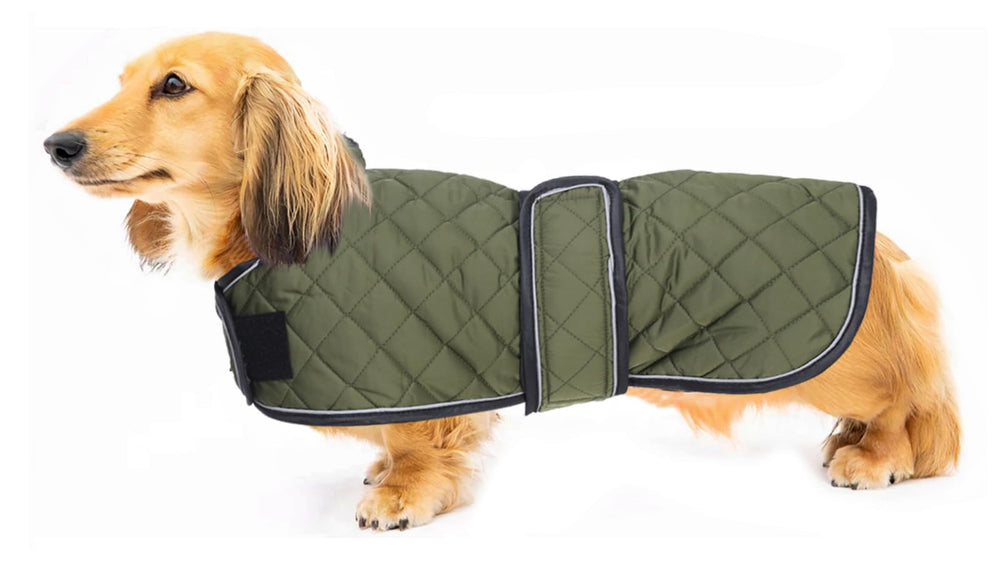 Geyecete abrigo dachshund termico impermeable para paseos fríos