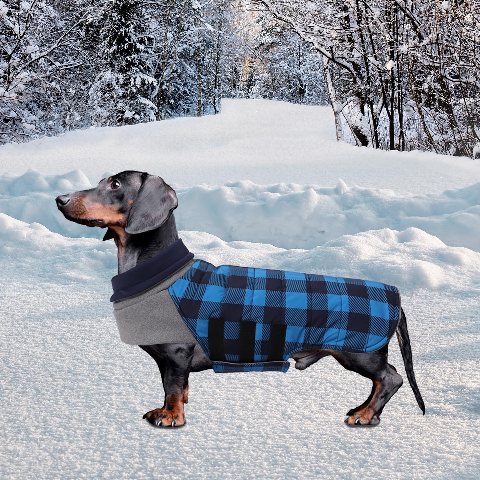 Chaleco Geyecete dachshund azul, forro interior de felpa para confort.