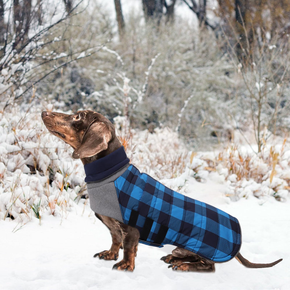 Chaleco Geyecete dachshund azul, impermeable para días de lluvia.