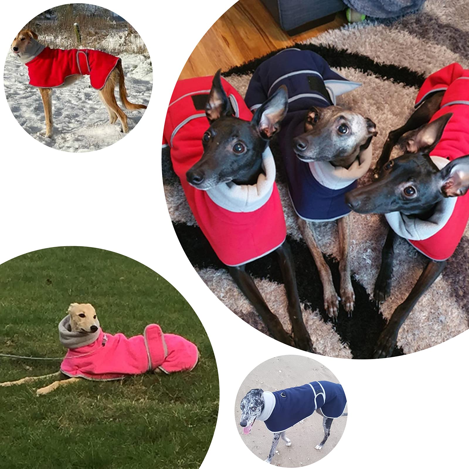 Geyecete galgo lavado a maquina, limpieza facil para dueños ocupados.