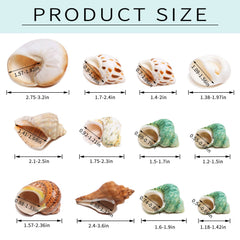 Giftvest conchas naturales para decoración de acuario y hábitat seguro.