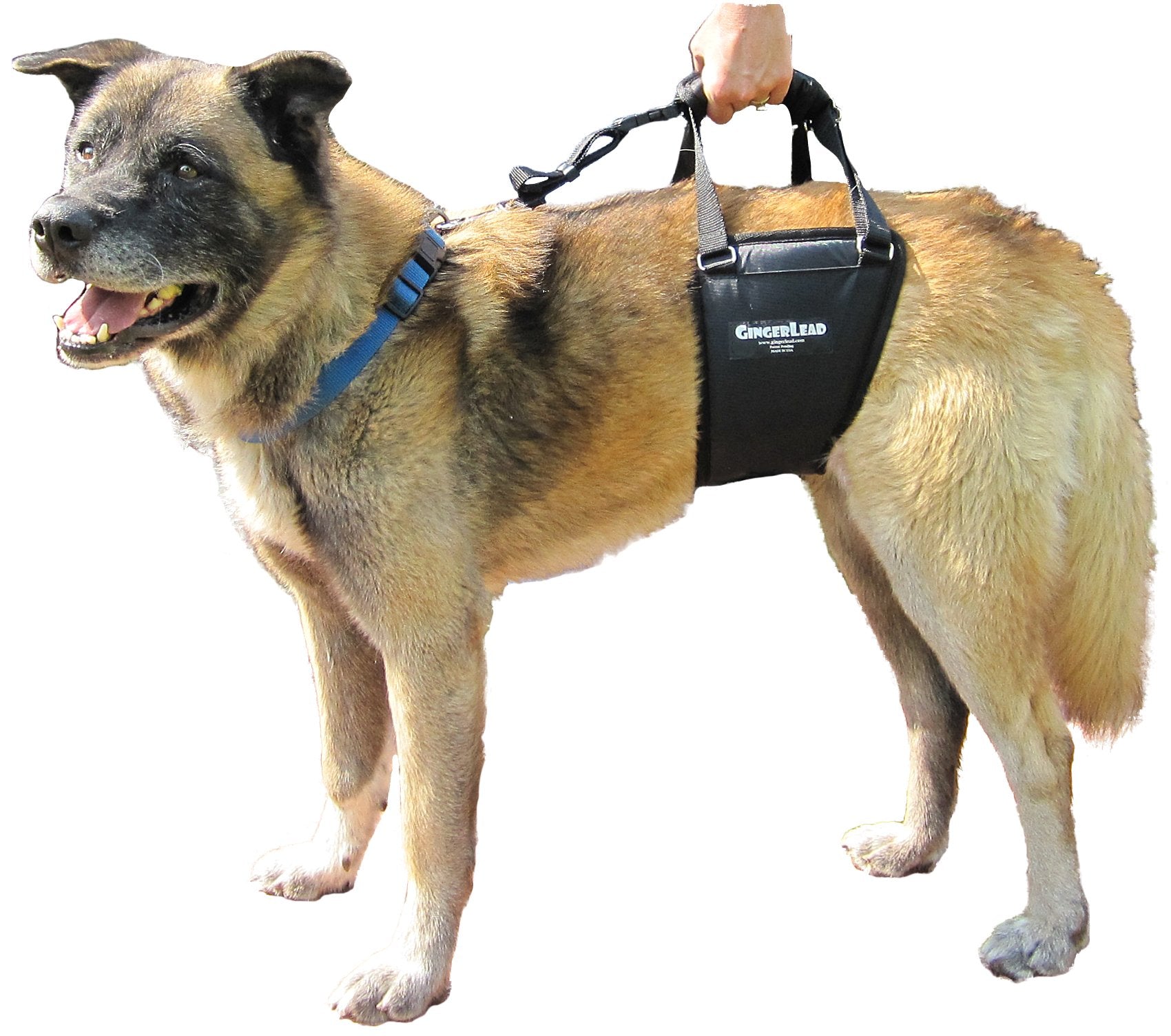 GingerLead recomendado en hospitales veterinarios para recuperación y soporte.