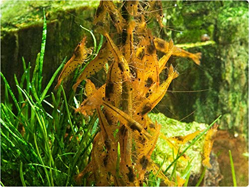 GlasGarten Artemia Power Palito, camarones consumen Artemia por más tiempo