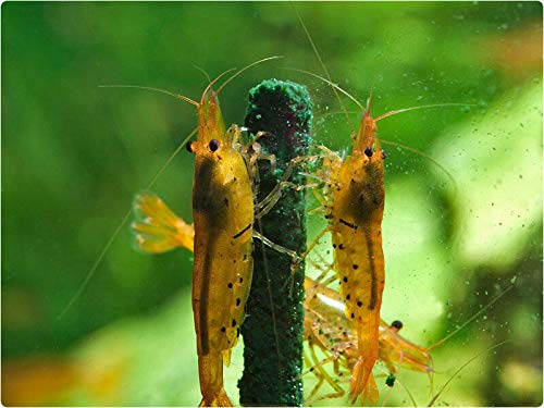 GlasGarten Artemia Power, palitos para camarones, alimento estable y limpio