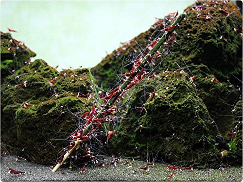 GlasGarten Palitos Artemia, camarones adheridos al palito, Artemia permanece