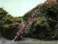 GlasGarten Palitos Artemia, camarones adheridos al palito, Artemia permanece