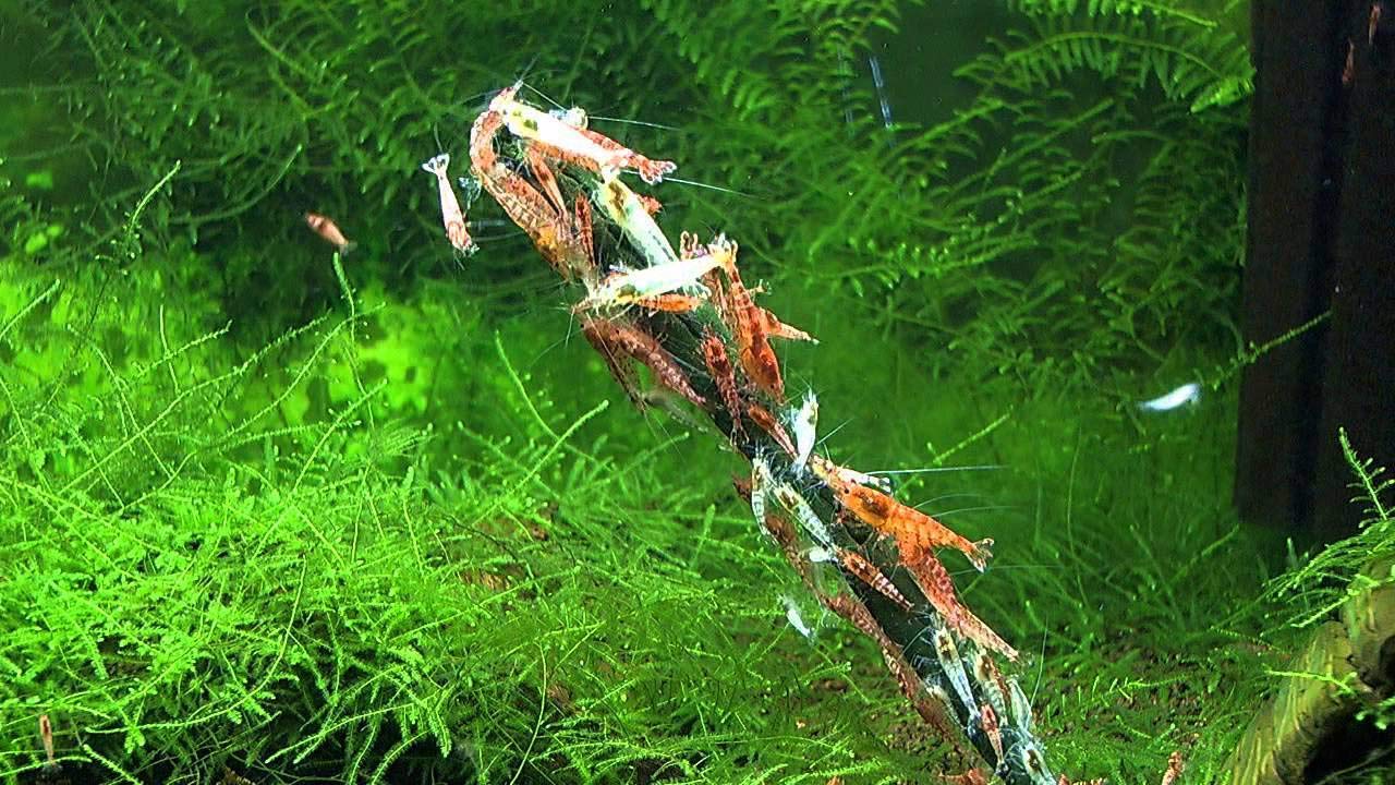 GlasGarten Palitos Artemia, camarones alimentándose en sustrato, uso sencillo