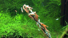 GlasGarten Palitos Artemia, camarones alimentándose en sustrato, uso sencillo