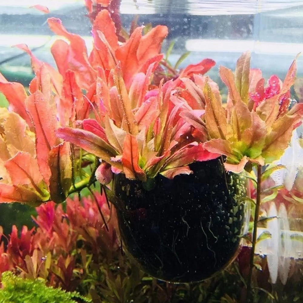 GLEFLE hábitat oculto para peces en acuario cristal, refugio visual.