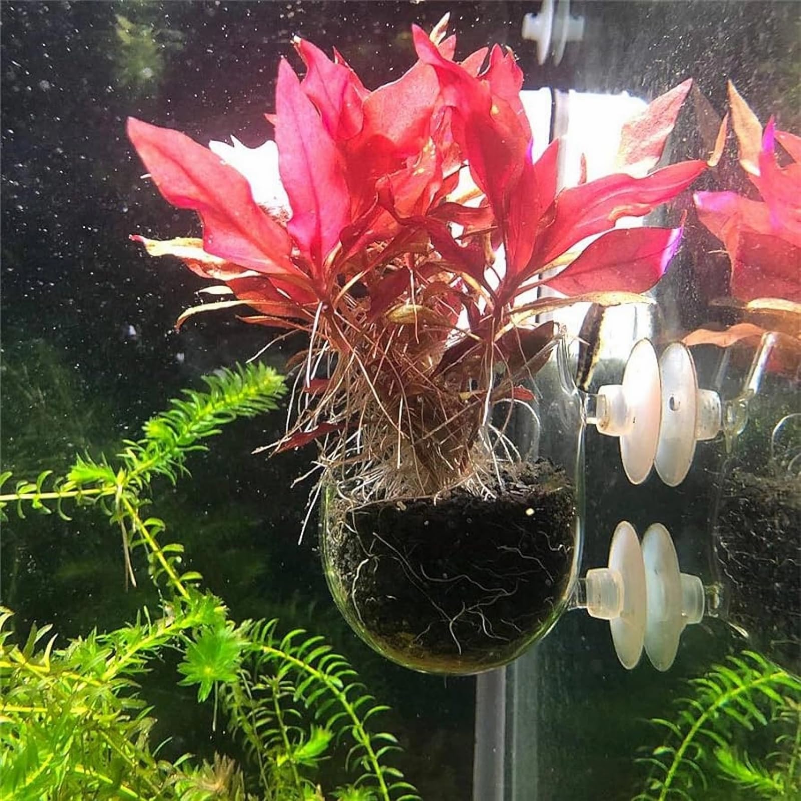 GLEFLE plantas acuáticas para acuario, compatible con diversas especies.