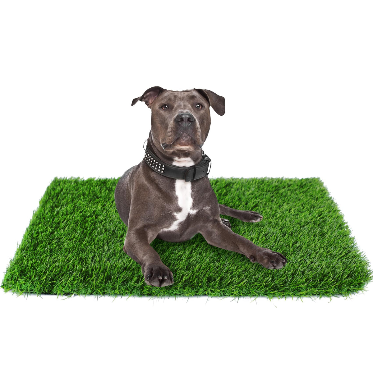 GLOBREEN, pasto artificial para perros, 39-4x31-5, ideal para entrenamiento en casa.
