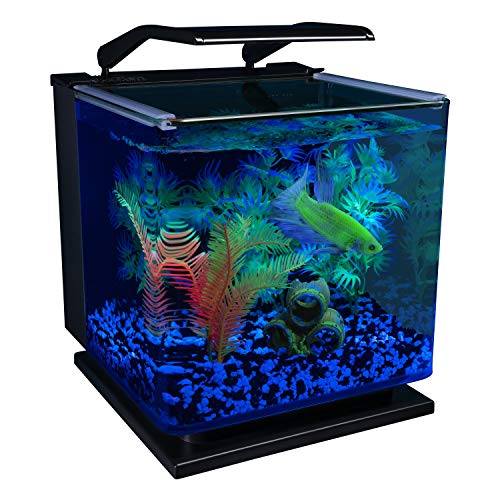 GloFish Betta Shadowbox Kit: colores brillantes que alegran cualquier acuario de bettas.