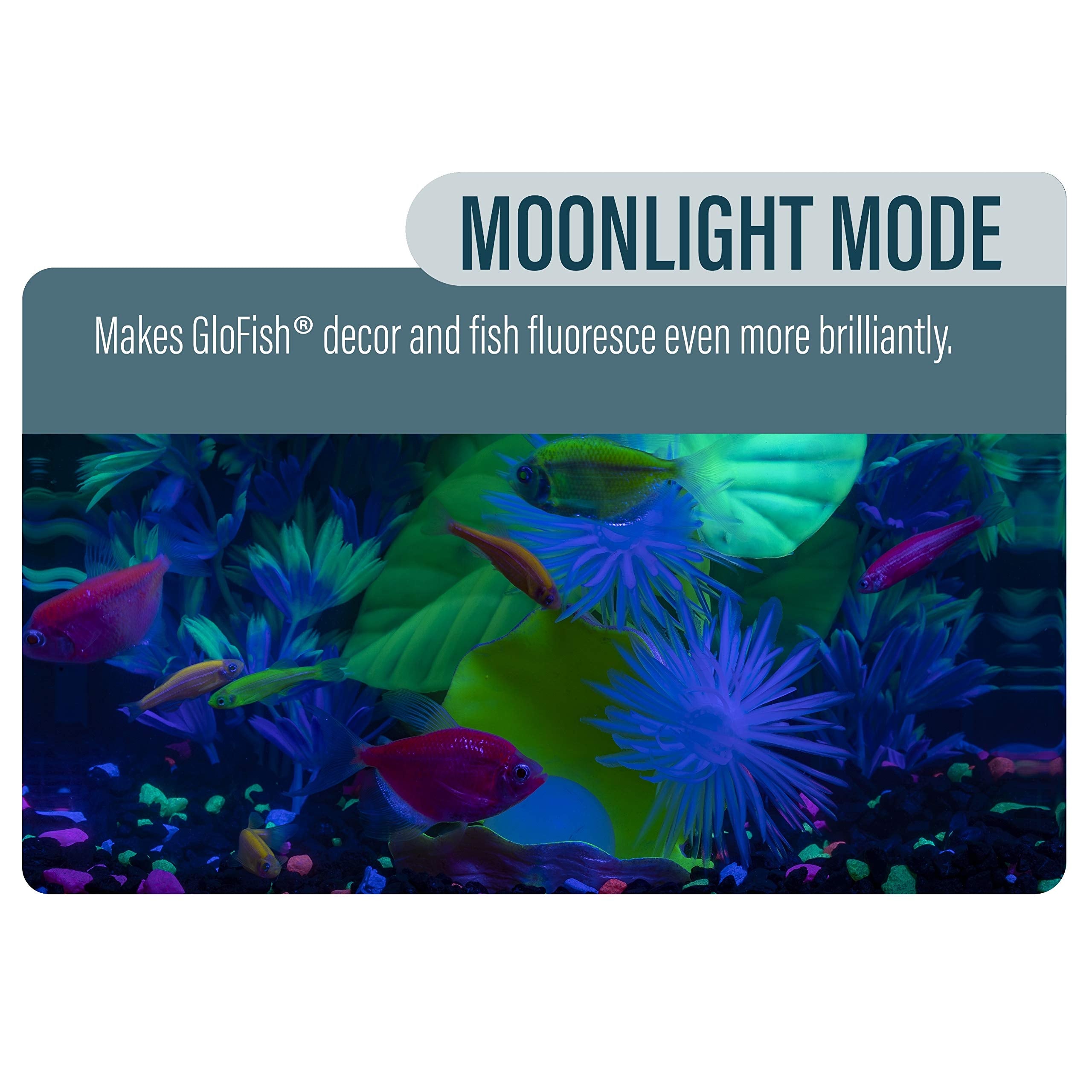 GloFish Betta Shadowbox Kit: modo luna realza tonos azules para un efecto fluorescente.