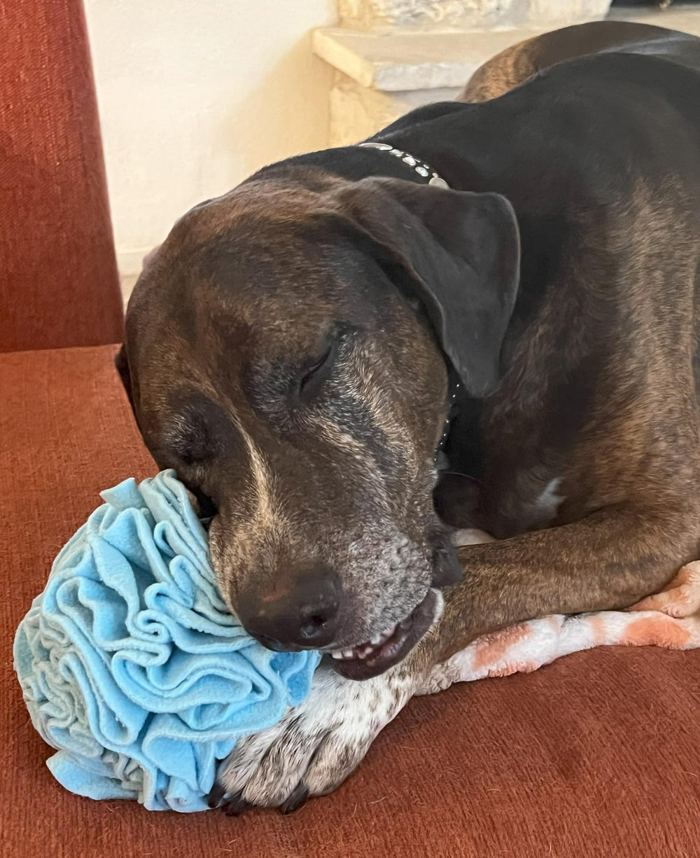 Glory To Dog bola-mediana-grande-azul: diseño robusto para perros