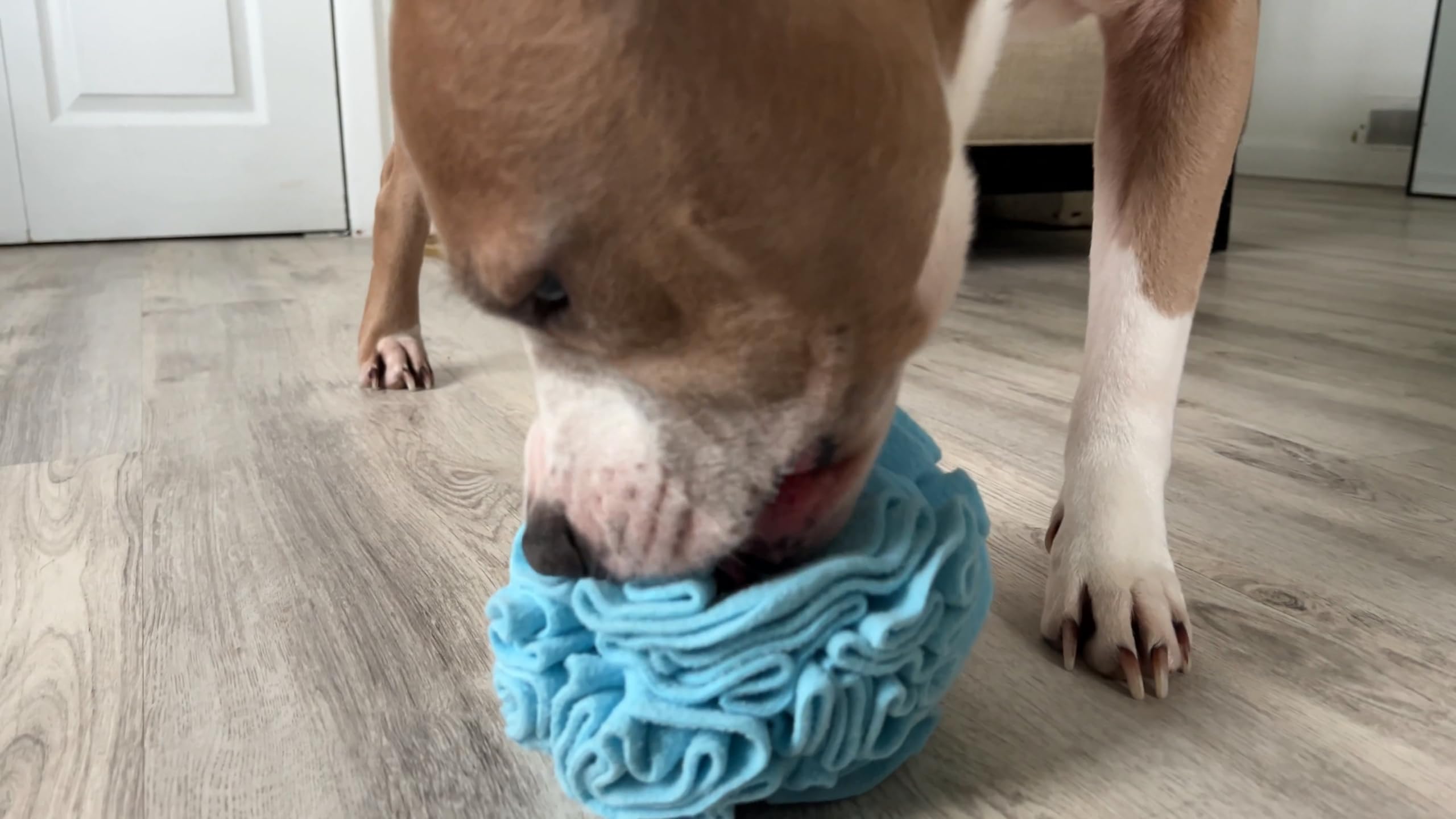 Glory To Dog juguete-interactivo-perro: ideal para sesiones de juego en casa