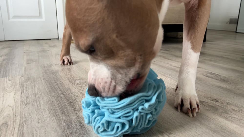 Glory To Dog juguete-interactivo-perro: ideal para sesiones de juego en casa