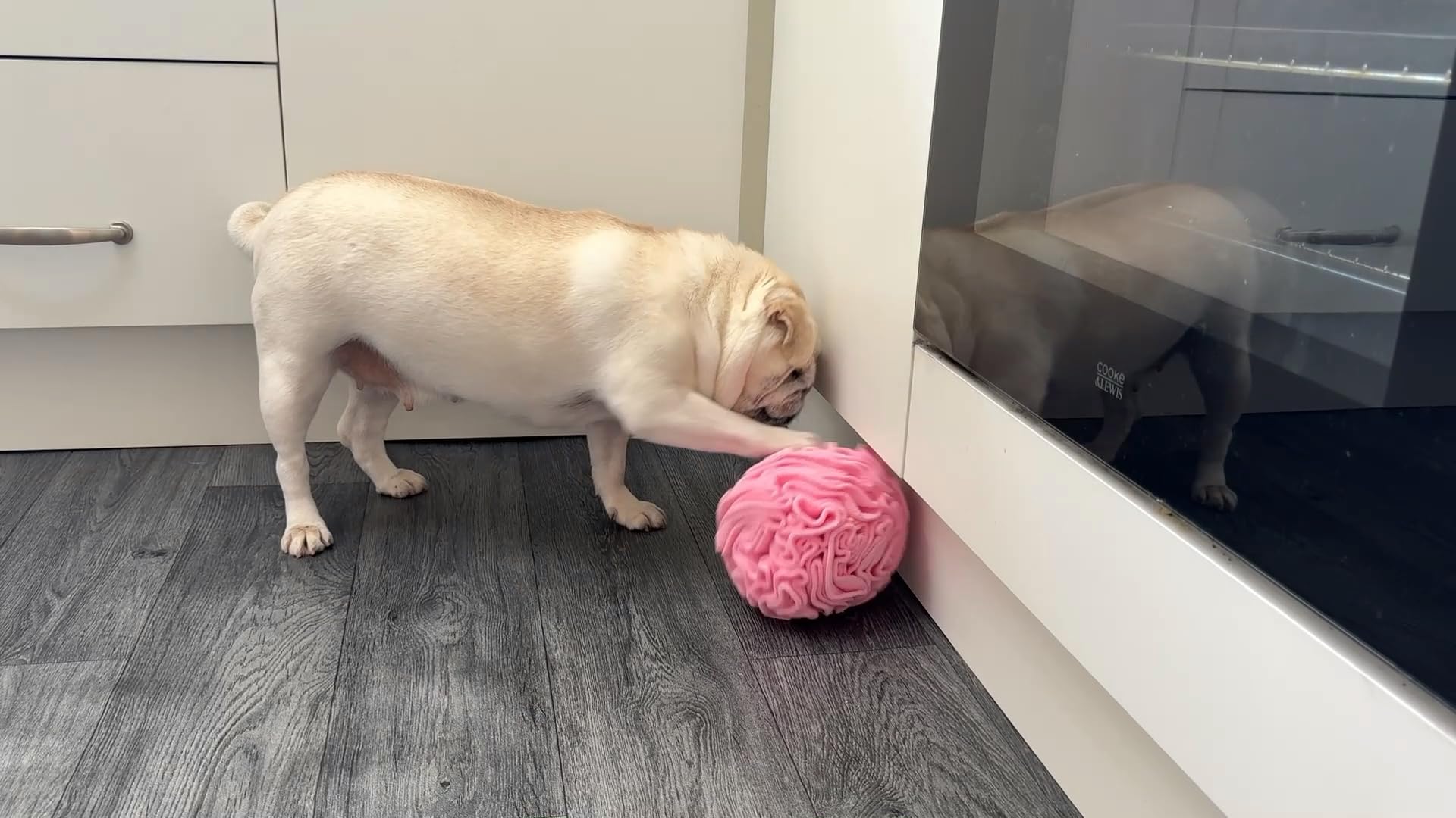 Glory To Dog Nariz en acción: olfato para encontrar premios en pliegues.