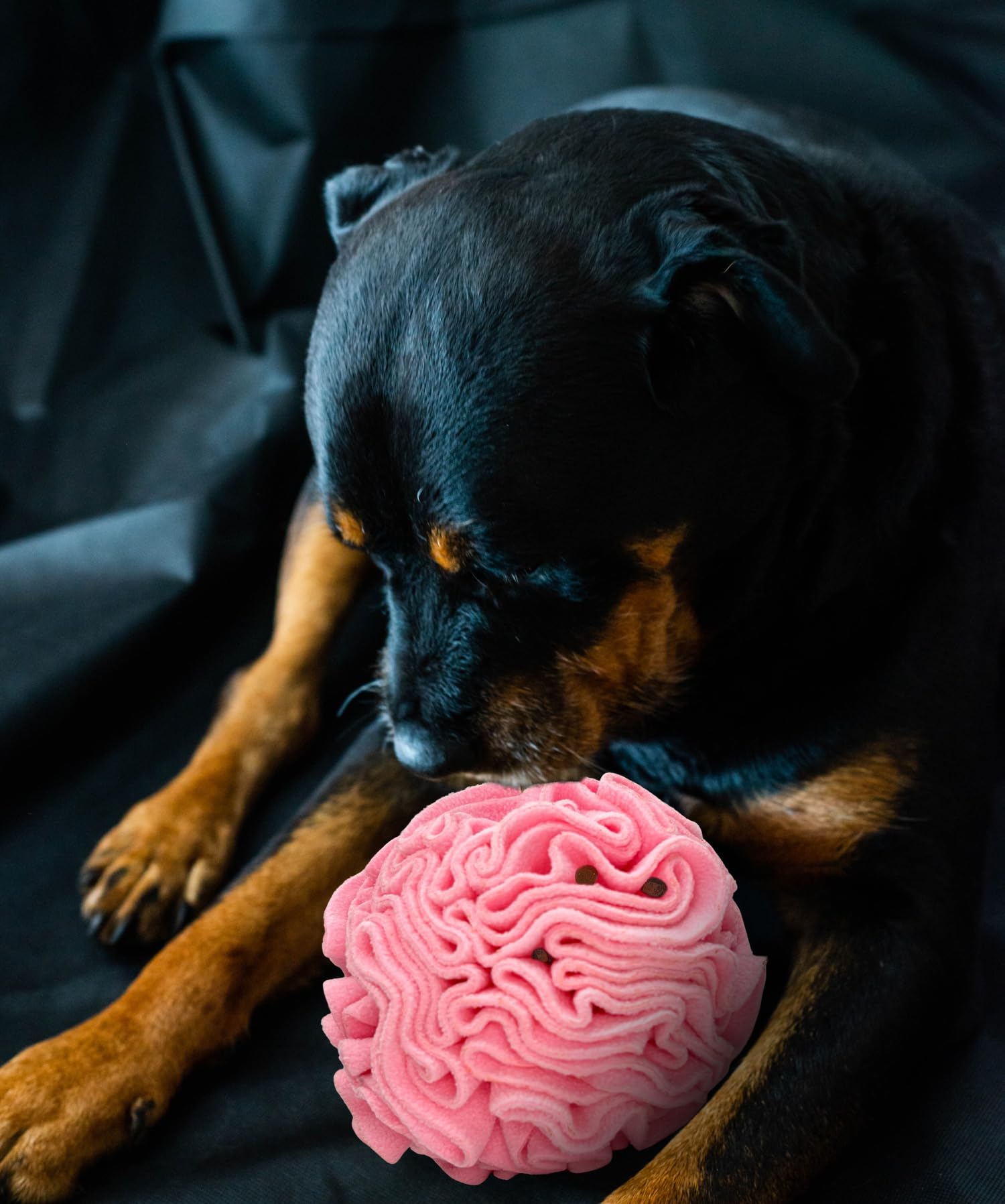 Glory To Dog Perro interactúa con pelota rompecabezas rosa para estimulación mental.