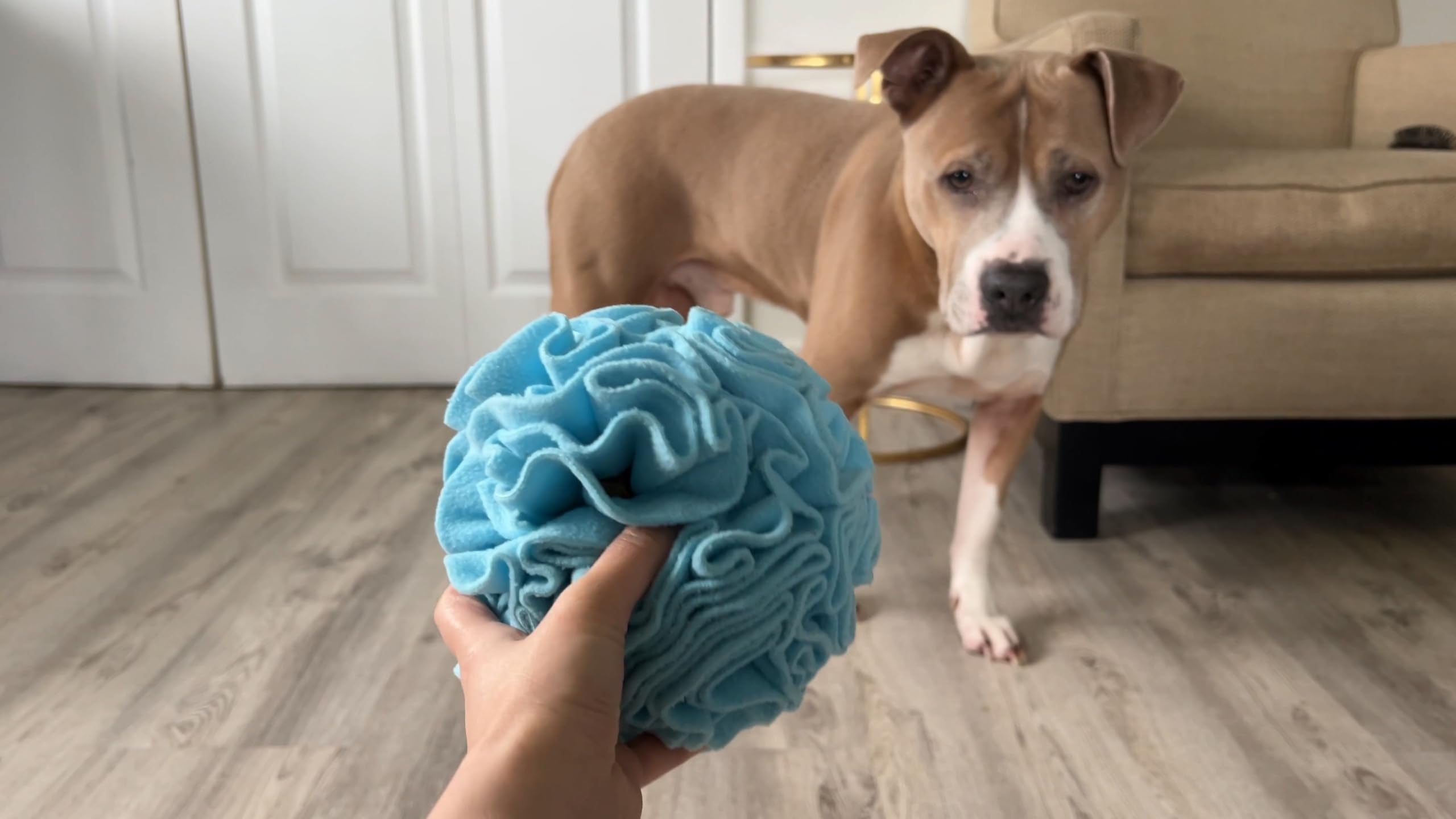 Glory To Dog rasca-recompensa-azul: ajusta la dificultad para mantener interés