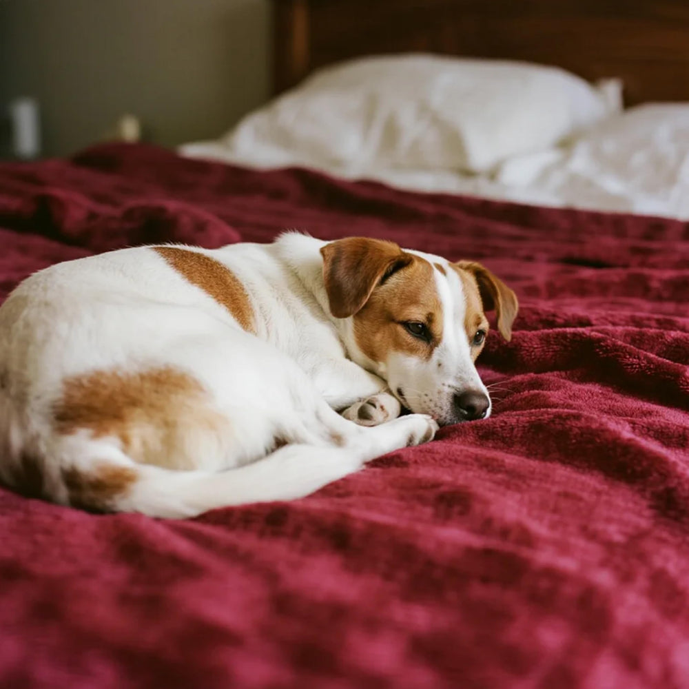 Uso múltiple en cama, sofá y coche con gogobunny.