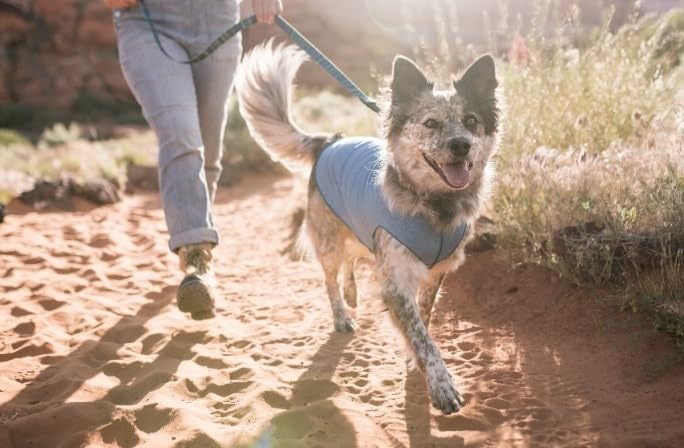 Gold Paw: tejido ligero y transpirable para mantener al perro fresco durante caminatas.