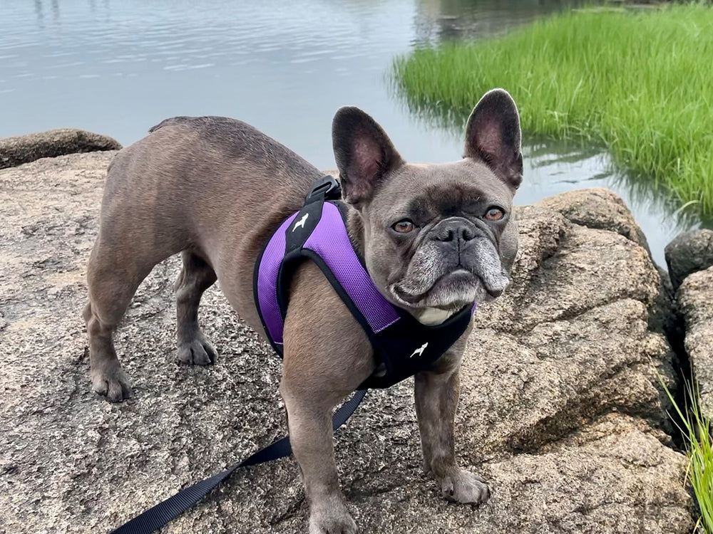 Gooby arnés para perros pequeños y medianos morado, opción versátil para paseos.