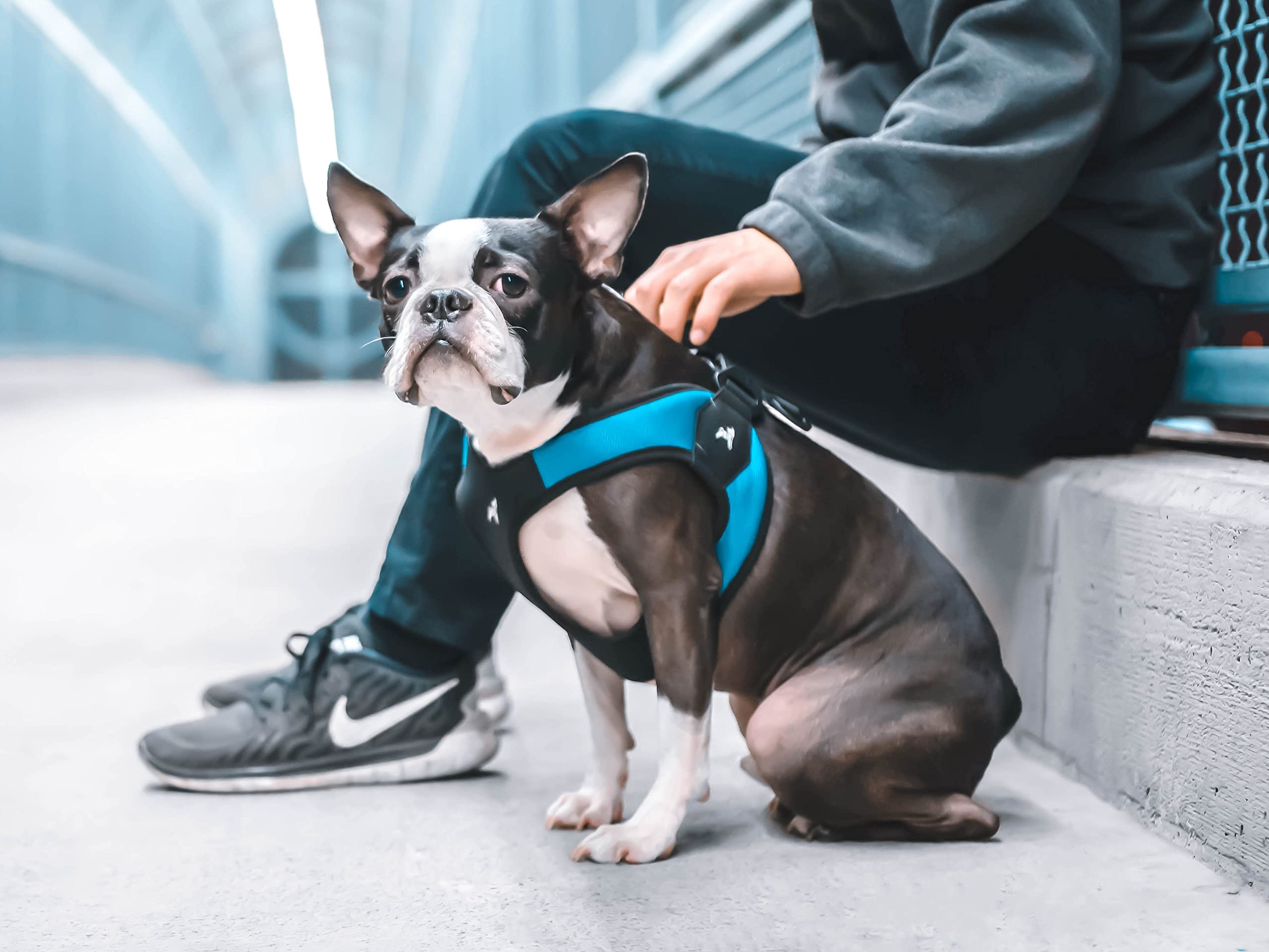 Gooby arnés turquesa ideal para perros pequeños en paseos diarios