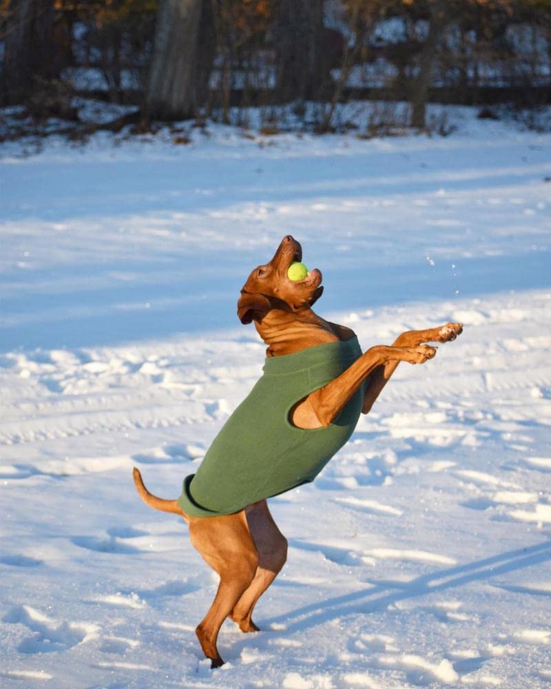 Gooby ajuste seguro, mantiene al perro cómodo al caminar.