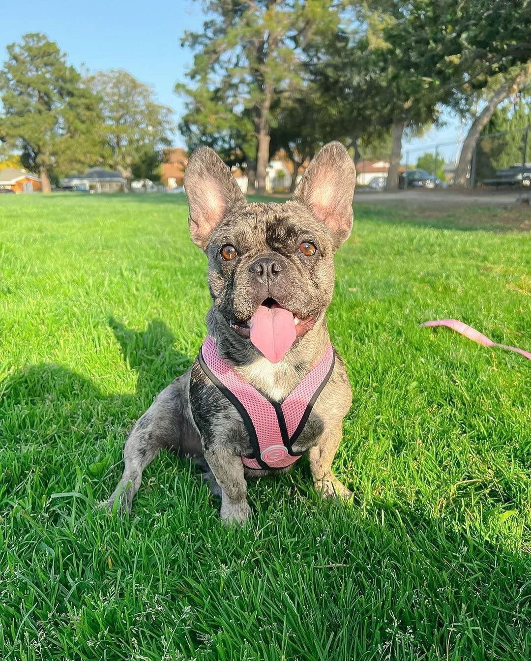 Arnés Gooby Confort X Rosa, ideal para paseos en parque y uso diario.