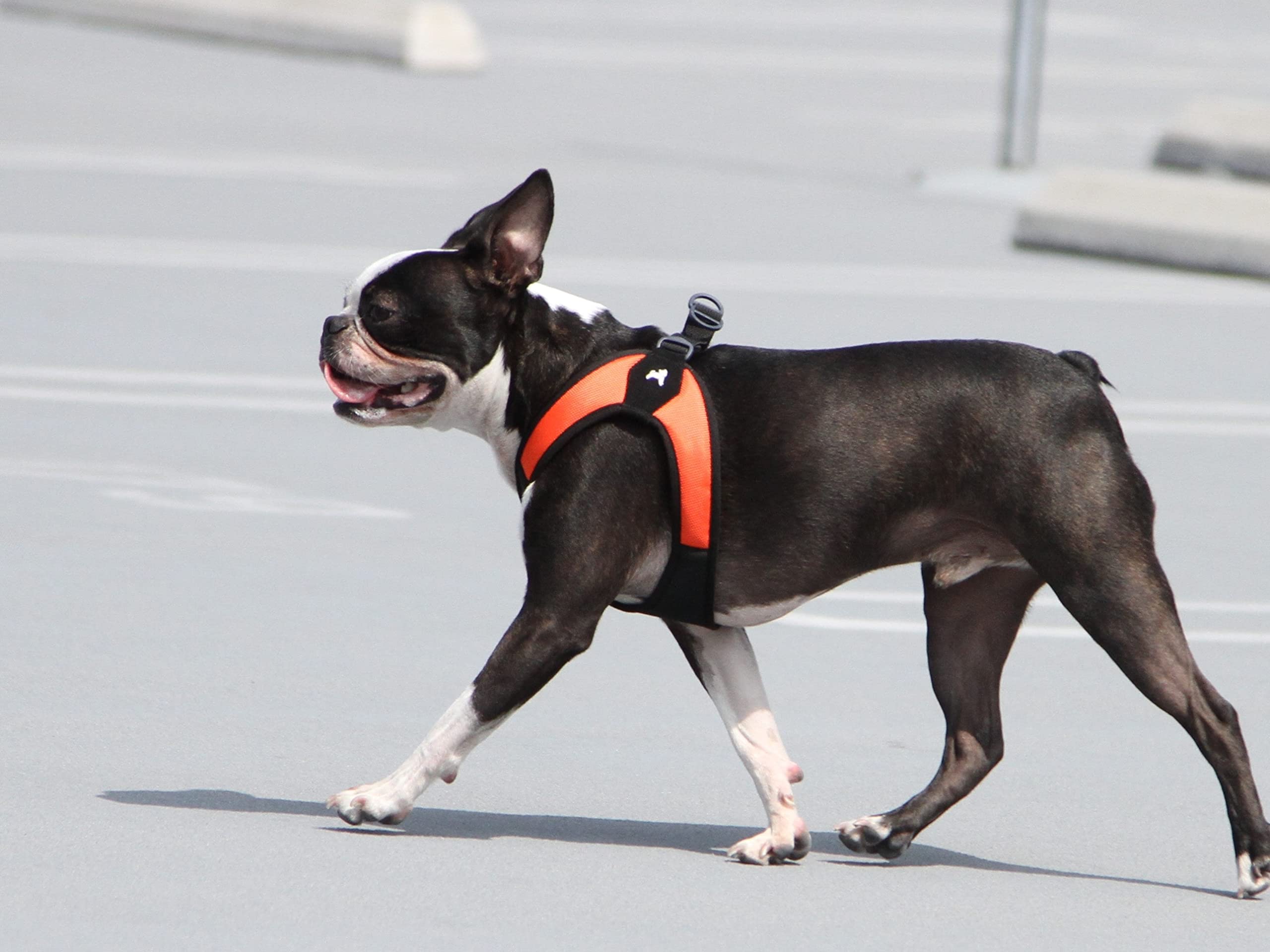 Gooby Escape Free Easy Fit arnés naranja para perros pequeños y medianos