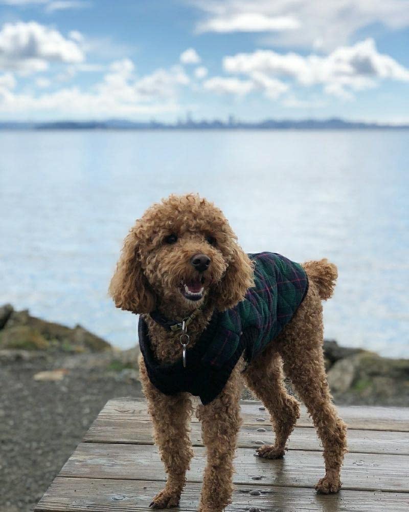 Gooby Fashion Vest resistente al agua para días lluviosos
