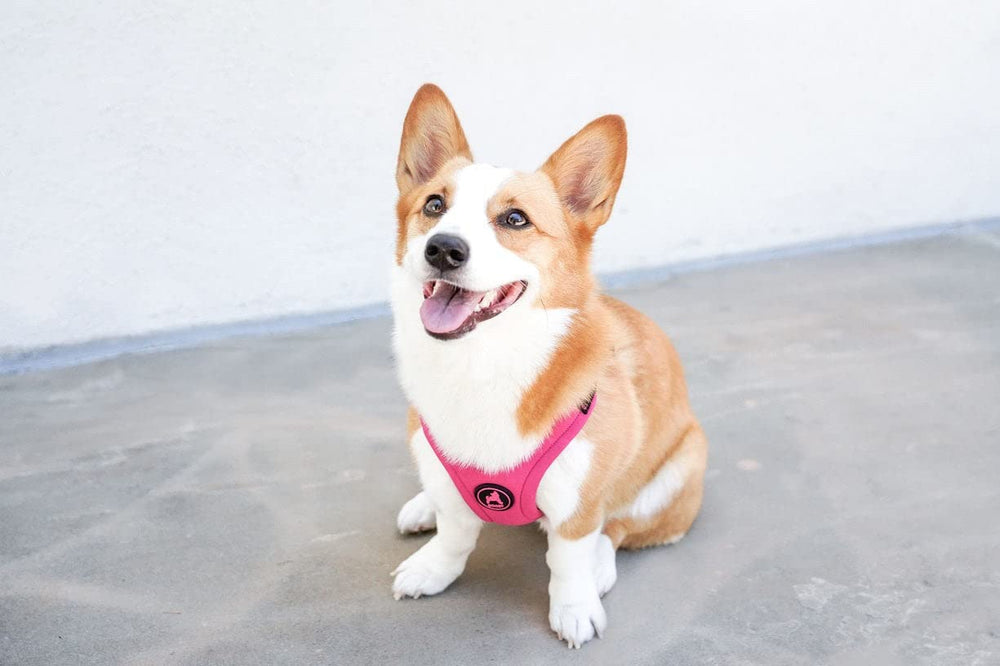 Gooby uso diario arnés para caminatas con estilo y confort