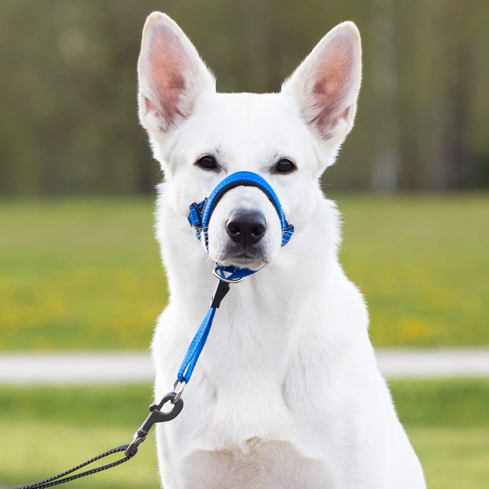 GoodBoy guía de entrenamiento incluida para mejores resultados.