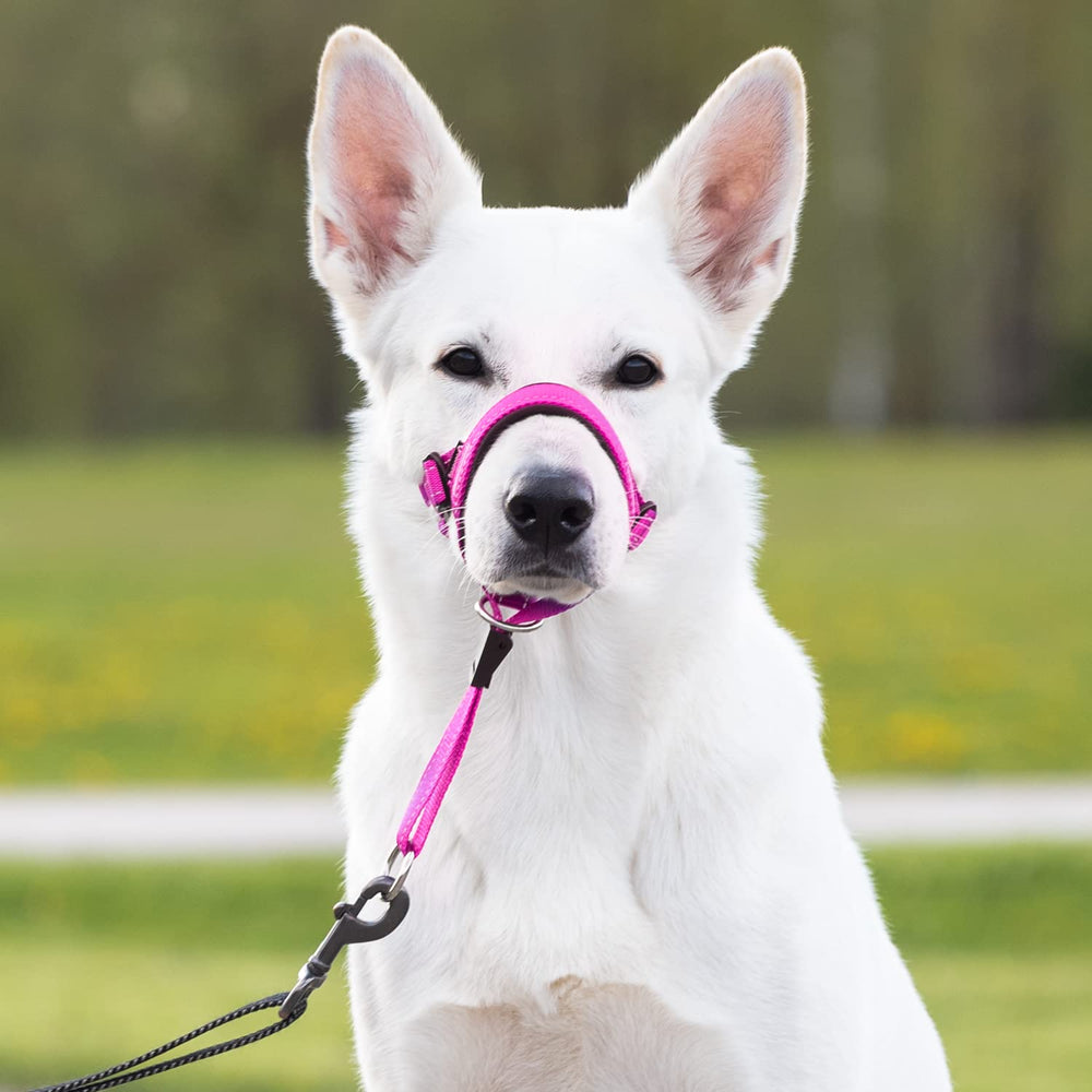 GoodBoy guía de entrenamiento incluida ayuda a empezar con pautas básicas.