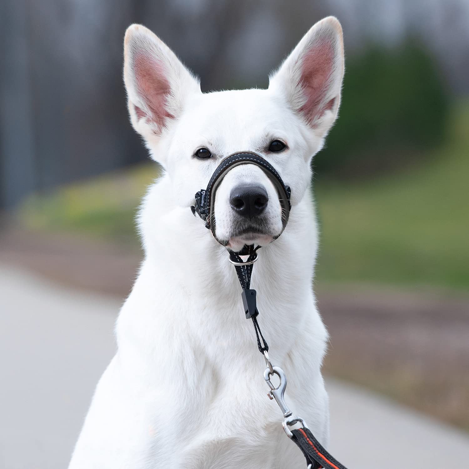 GoodBoy halter de cabeza con tamaño ajustable para perros de diferentes tamaños.