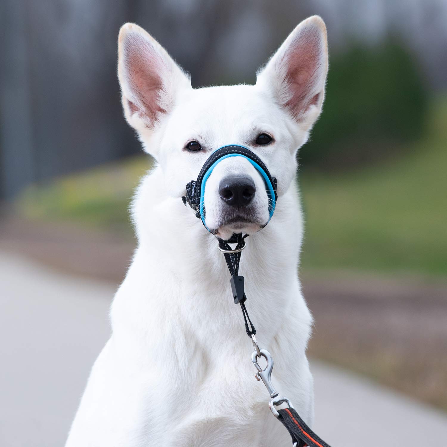 GoodBoy halter diseño seguro, paseos tranquilos