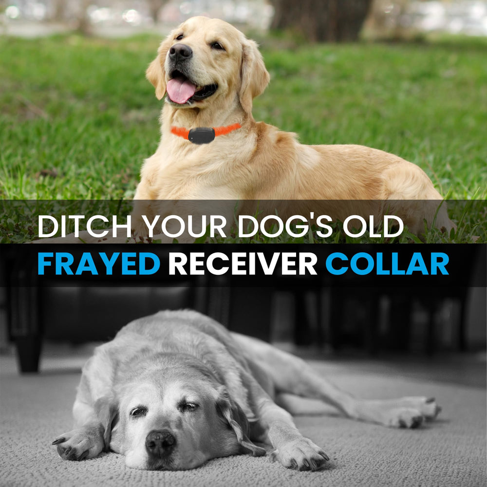 Útil para perros de diferentes tamaños